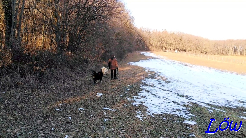 9.2.2023 - Herrli, Dwix und Howard am Weg zum Schnee